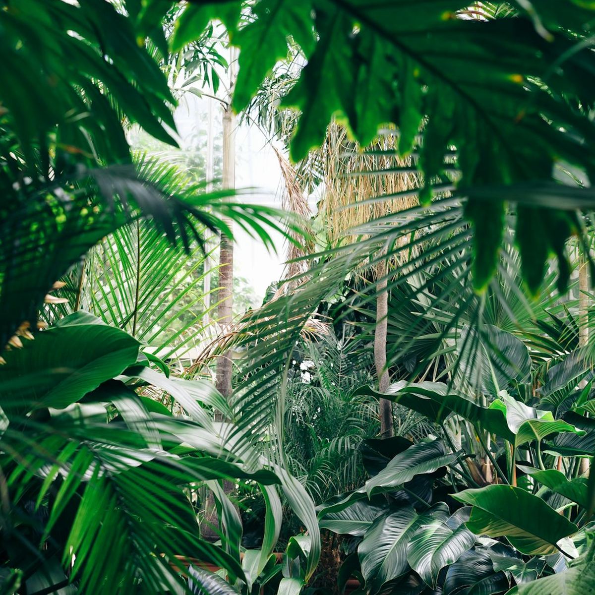 Slavipremu Plant Studio